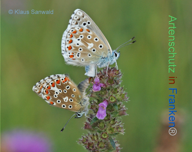 © Artenschutz in Franken® / Klaus Sanwald Bild zum Eintrag (1107263-160)