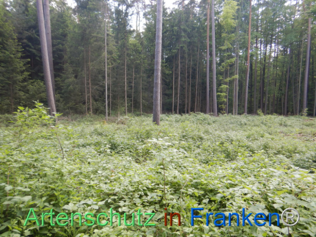 © Artenschutz in Franken® Bild zum Eintrag (1107280-160)