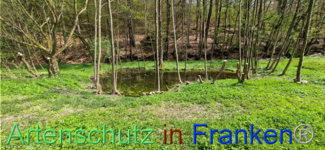 © Artenschutz in Franken® Bild zum Eintrag (1107299-160)