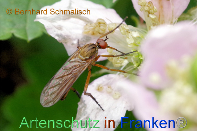 © Artenschutz in Franken® / Brigitte Schmitt Bild zum Eintrag (1107307-160)