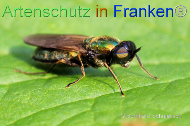 © Artenschutz in Franken® / Bernhard Schmalisch Bild zum Eintrag (1107311-160)