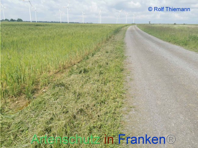 © Artenschutz in Franken® / Rolf Thiemann Bild zum Eintrag (1107340-160)