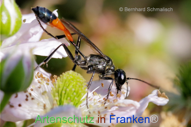 © Artenschutz in Franken® / Bernhard Schmalisch Bild zum Eintrag (1107506-160)