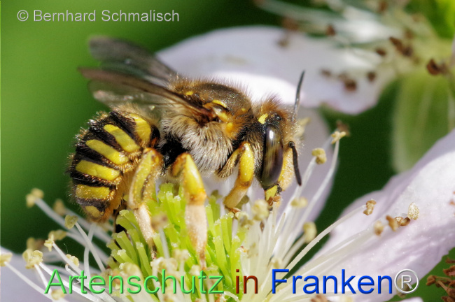 © Artenschutz in Franken® / Bernhard Schmalisch Bild zum Eintrag (1107541-160)
