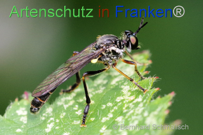© Artenschutz in Franken® / Bernhard Schmalisch Bild zum Eintrag (1107560-160)