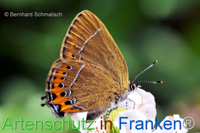 © Artenschutz in Franken® / Bernhard Schmalisch Bild zum Eintrag (1107573-160)
