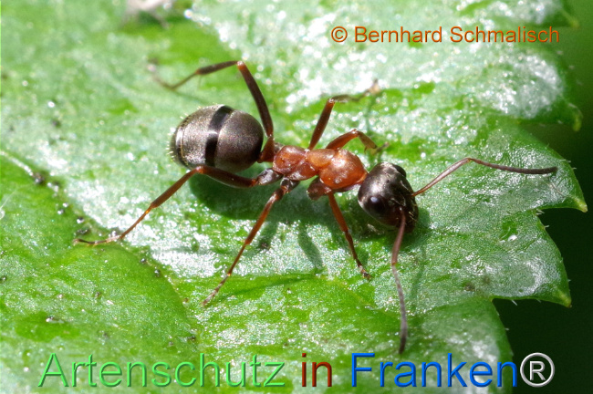 © Artenschutz in Franken® / Bernhard Schmalisch Bild zum Eintrag (1107575-160)