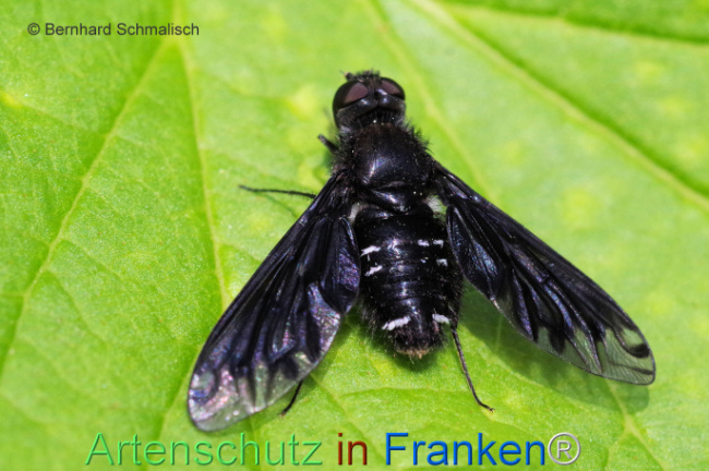 © Artenschutz in Franken® / Bernhard Schmalisch Bild zum Eintrag (1107615-160)