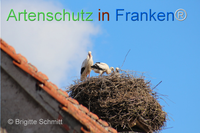 © Artenschutz in Franken® / Brigitte Schmitt Bild zum Eintrag (1107619-160)