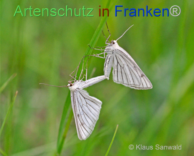 © Artenschutz in Franken® / Klaus Sanwald Bild zum Eintrag (1107672-160)