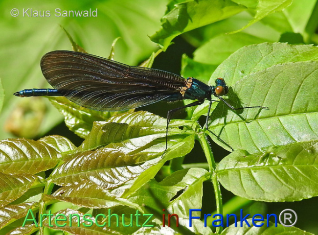 © Artenschutz in Franken® / Klaus Sanwald Bild zum Eintrag (1107680-160)