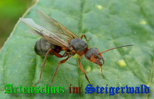 © Artenschutz in Franken® Bild zum Eintrag (1107755-160)
