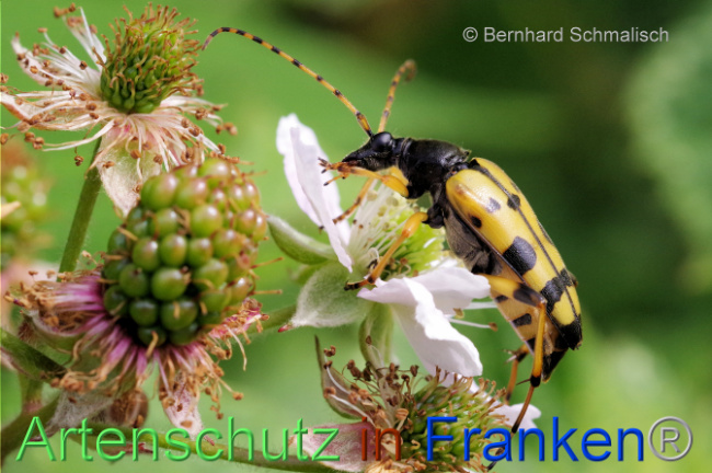 © Artenschutz in Franken® / Bernhard Schmalisch Bild zum Eintrag (1107828-160)