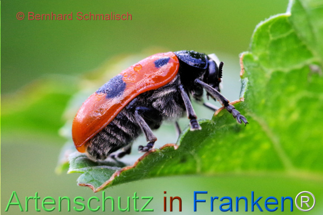 © Artenschutz in Franken® / Bernhard Schmalisch Bild zum Eintrag (1107869-160)