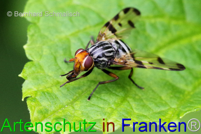 © Artenschutz in Franken® / Bernhard Schmalisch Bild zum Eintrag (1107934-160)