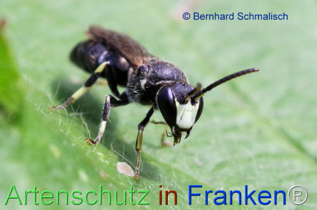 © Artenschutz in Franken® / Bernhard Schmalisch Bild zum Eintrag (1107942-160)