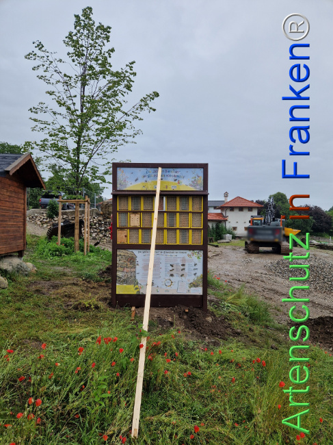 © Artenschutz in Franken® Bild zum Eintrag (1107946-160)