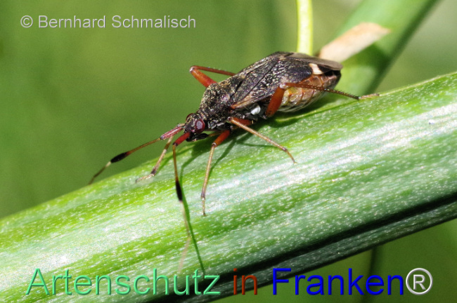 © Artenschutz in Franken® / Bernhard Schmalisch Bild zum Eintrag (1107956-160)