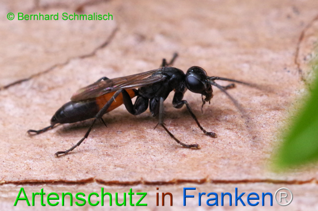 © Artenschutz in Franken® / Bernhard Schmalisch Bild zum Eintrag (1108278-160)