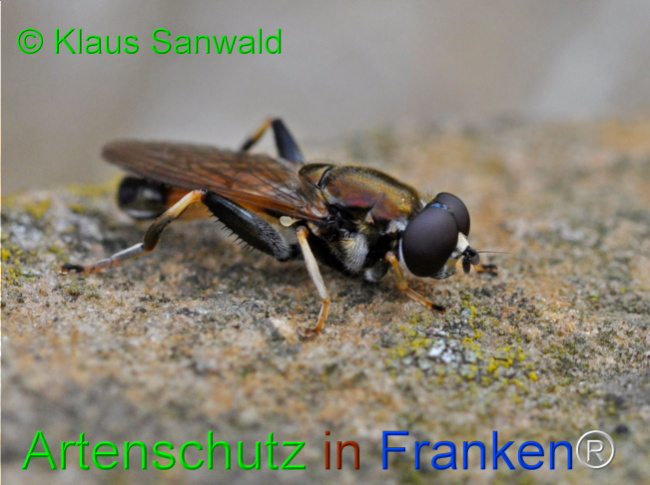 © Artenschutz in Franken® / Klaus Sanwald Bild zum Eintrag (1108280-160)
