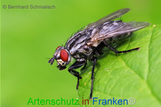 © Artenschutz in Franken® / Bernhard Schmalisch Bild zum Eintrag (1108313-160)