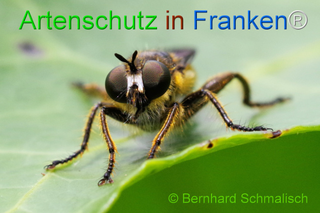 © Artenschutz in Franken® / Bernhard Schmalisch Bild zum Eintrag (1108361-160)