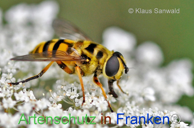 © Artenschutz in Franken® / Klaus Sanwald Bild zum Eintrag (1108426-160)