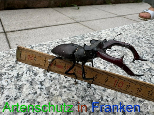 © Artenschutz in Franken® / V.Greb Bild zum Eintrag (1108518-160)
