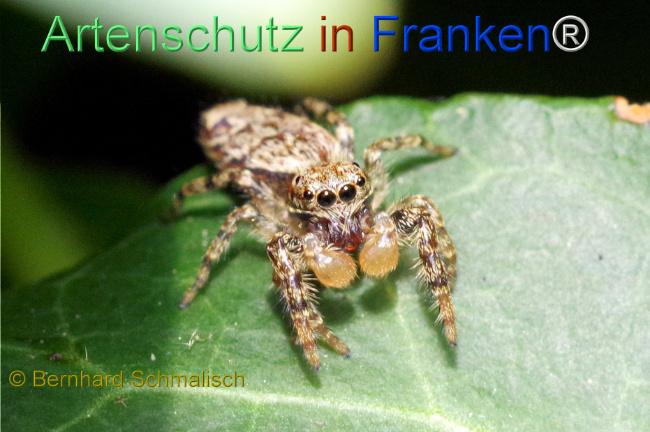 © Artenschutz in Franken® / Bernhard Schmalisch Bild zum Eintrag (1108526-160)