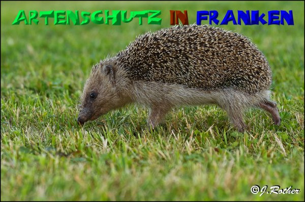 © Artenschutz in Franken® / Johannes Rother Bild zum Eintrag (1108645-160)