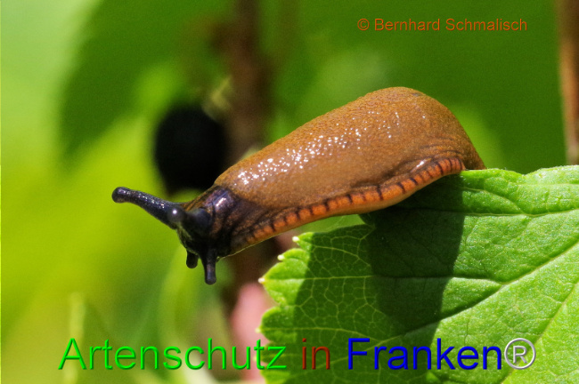 © Artenschutz in Franken® / Bernhard Schmalisch Bild zum Eintrag (1108693-160)