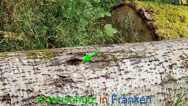 © Artenschutz in Franken® Bild zum Eintrag (1108768-160)