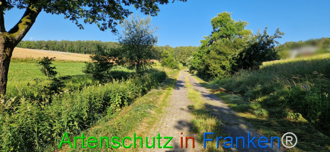© Artenschutz in Franken® Bild zum Eintrag (1108888-160)
