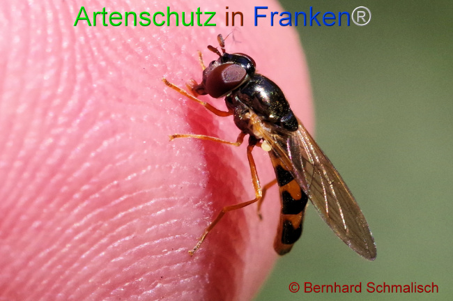 © Artenschutz in Franken® / Bernhard Schmalisch Bild zum Eintrag (1108940-160)