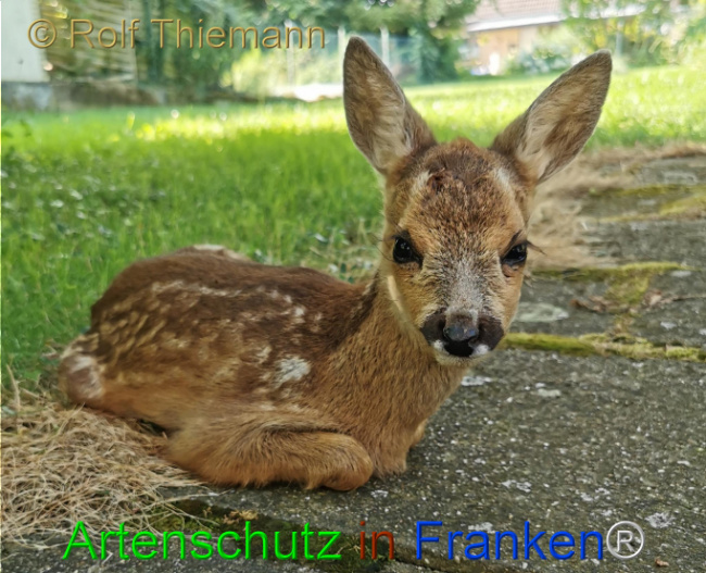 © Artenschutz in Franken® / Rolf Thiemann Bild zum Eintrag (1109004-160)
