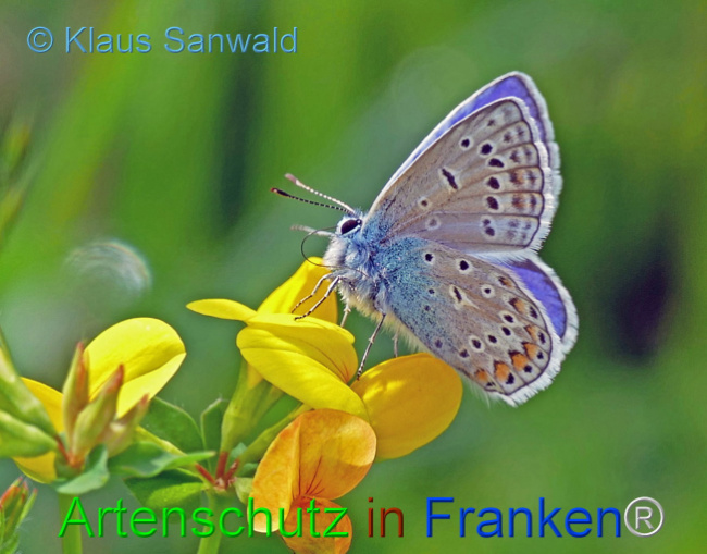 © Artenschutz in Franken® / Klaus Sanwald Bild zum Eintrag (1109034-160)