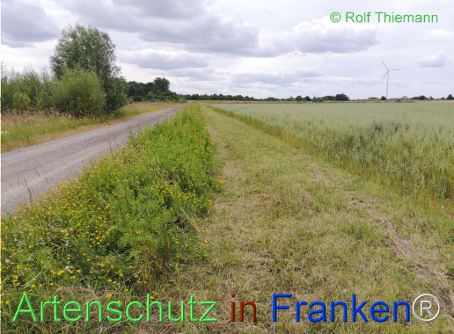 © Artenschutz in Franken® / Rolf Thiemann Bild zum Eintrag (1109076-160)