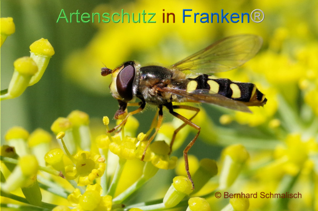 © Artenschutz in Franken® / Bernhard Schmalisch Bild zum Eintrag (1109089-160)