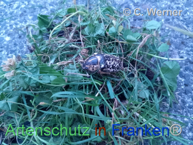 © Artenschutz in Franken® / C. Werner Bild zum Eintrag (1109120-160)