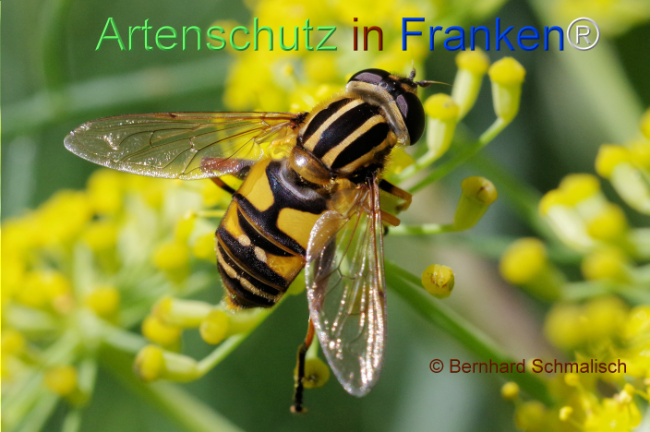 © Artenschutz in Franken® / Bernhard Schmalisch Bild zum Eintrag (1109200-160)