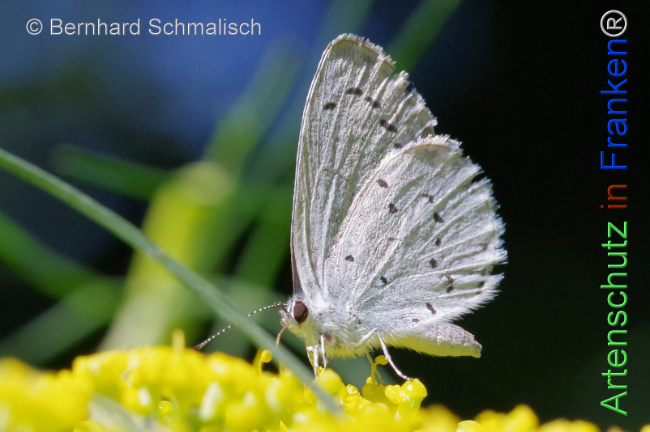 © Artenschutz in Franken® / Bernhard Schmalisch Bild zum Eintrag (1109303-160)
