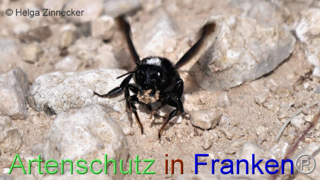 © Artenschutz in Franken® / Helga Zinnecker Bild zum Eintrag (1109364-160)