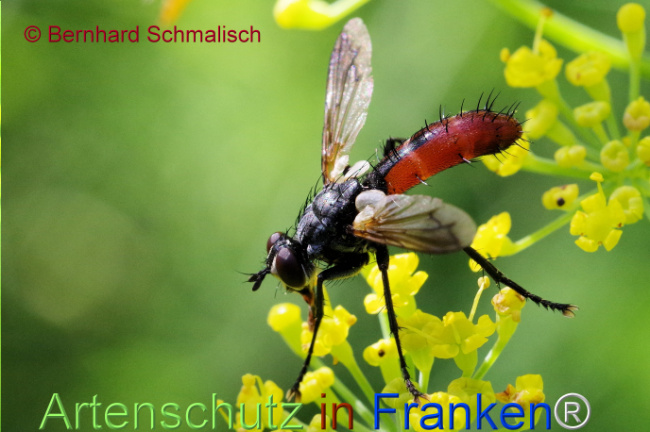 © Artenschutz in Franken® / Bernhard Schmalisch Bild zum Eintrag (1109411-160)