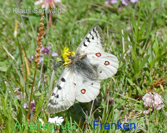 © Artenschutz in Franken® / Klaus Sanwald Bild zum Eintrag (1109494-160)