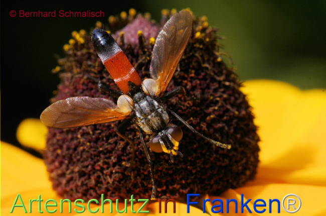 © Artenschutz in Franken® / Bernhard Schmalisch Bild zum Eintrag (1109502-160)