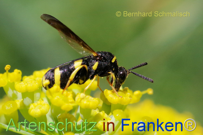 © Artenschutz in Franken® / Bernhard Schmalisch Bild zum Eintrag (1109560-160)