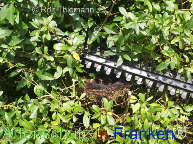 © Artenschutz in Franken® / Rolf Thiemann Bild zum Eintrag (1109610-160)