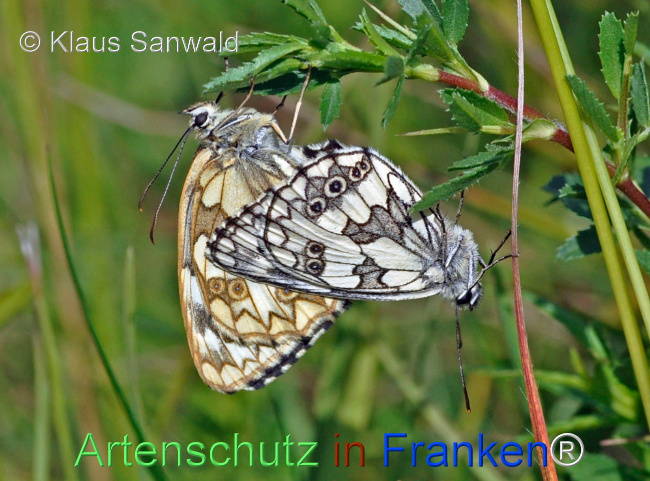 © Artenschutz in Franken® / Klaus Sanwald Bild zum Eintrag (1109950-160)