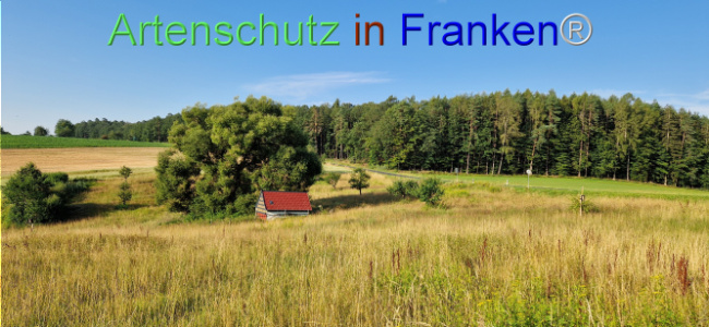 © Artenschutz in Franken® Bild zum Eintrag (1110055-160)