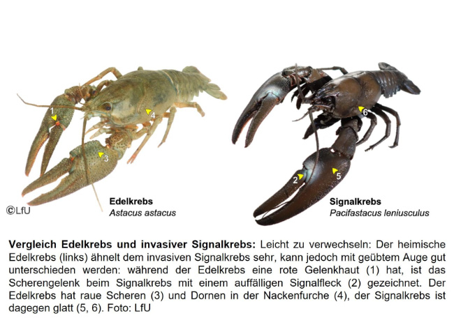 © Bayerisches Landesamt für Umwelt Bild zum Eintrag (1110098-160)